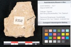 Foto (Objekt + Etikett) von Sequoia hardtii Endl. (NHMW-GEO-2024-0188-8252)